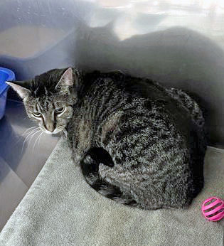 Blue (In Foster)