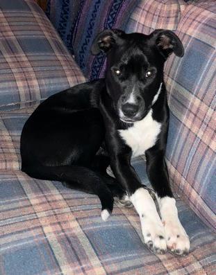 Tuxedo