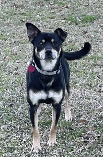 Rosco