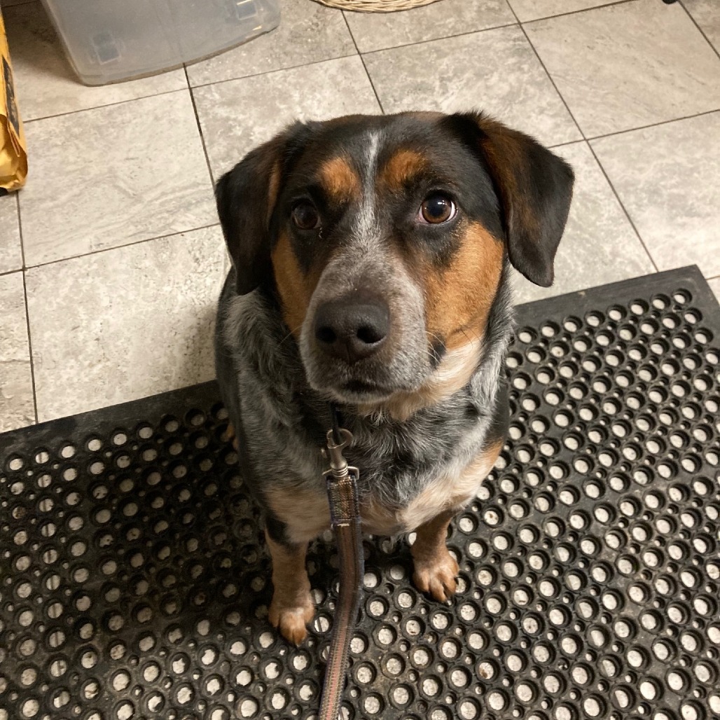 Merlin