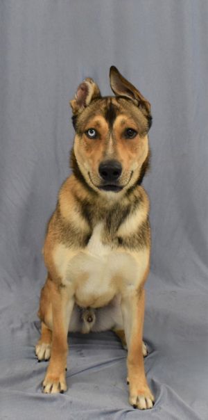 Hello Im Payaco One day while chasing a squirrel my arch-nemesis I found myself in a strange 