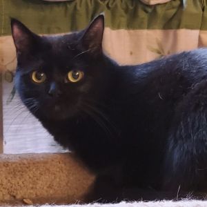 Leah, Adult Female Domestic Short Hair