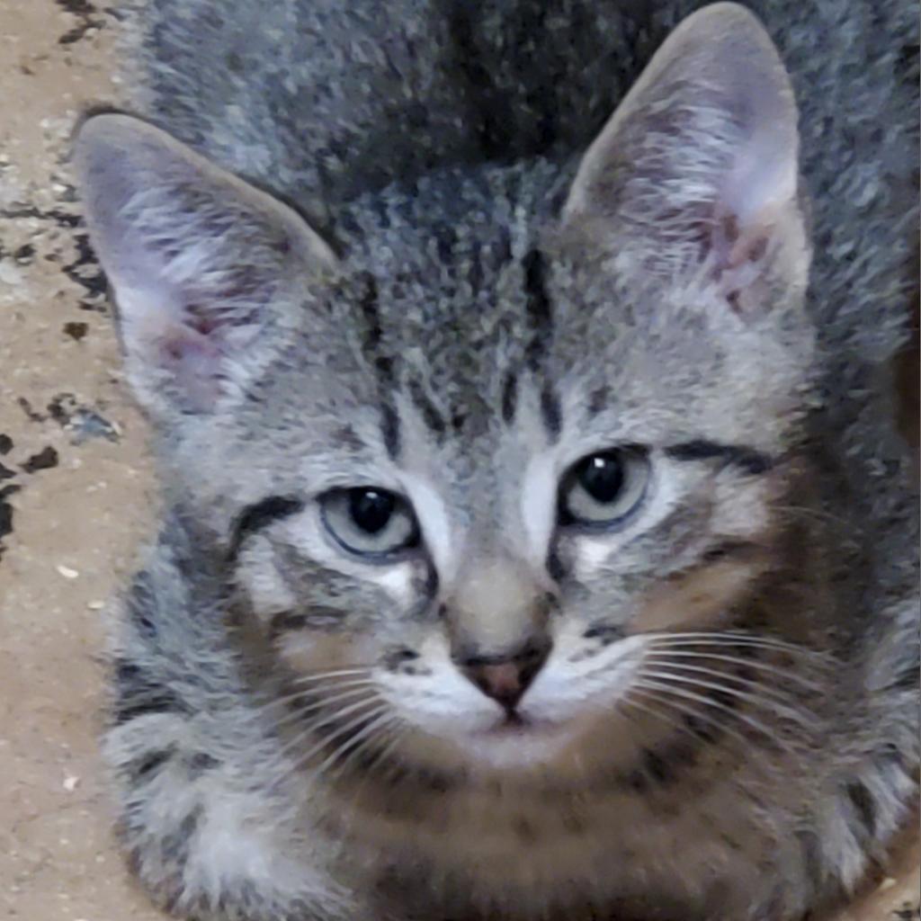 Larry (aka KOA_3)