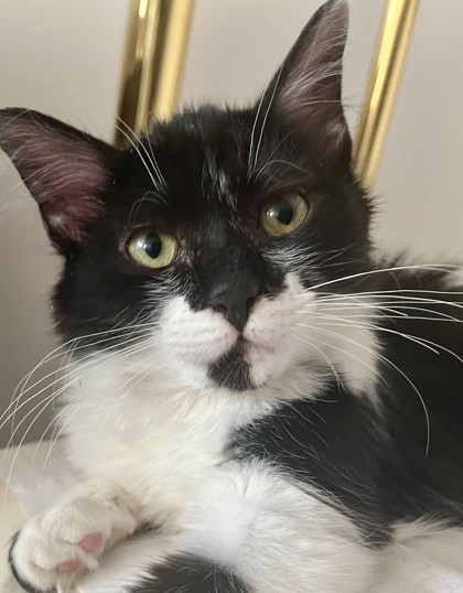 Satie (Nacho)