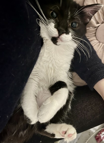 Satie (Nacho)