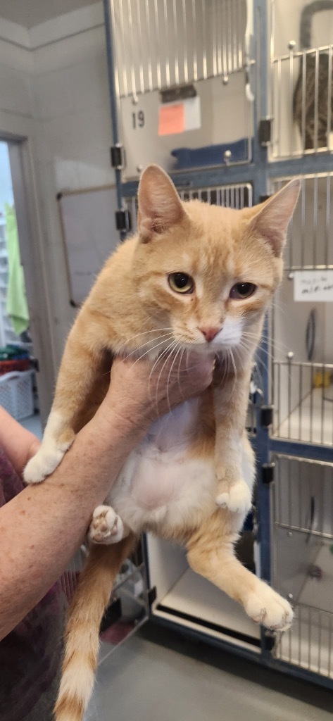Sherbet, an adoptable Domestic Short Hair in Crandon, WI, 54520 | Photo Image 1