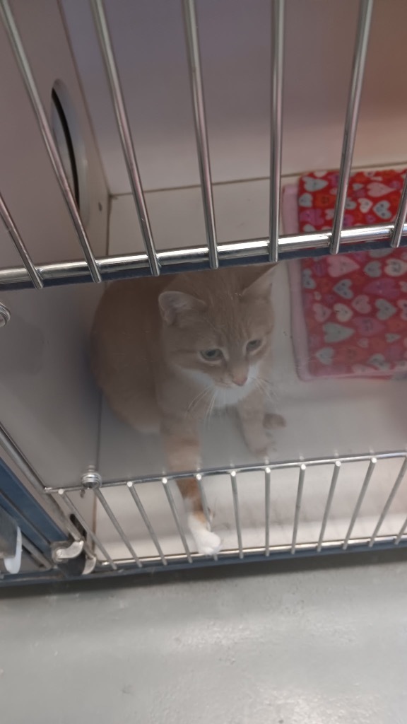 Sherbet, an adoptable Domestic Short Hair in Crandon, WI, 54520 | Photo Image 2