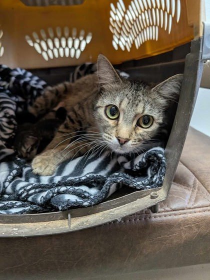 Pasta, an adoptable Domestic Short Hair in Buchanan Dam, TX, 78609 | Photo Image 1
