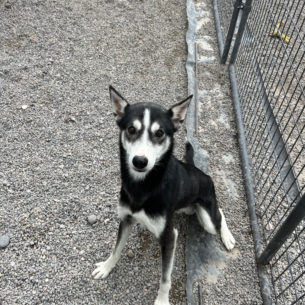 Kenai, an adoptable Husky, Mixed Breed in Rexburg, ID, 83440 | Photo Image 1