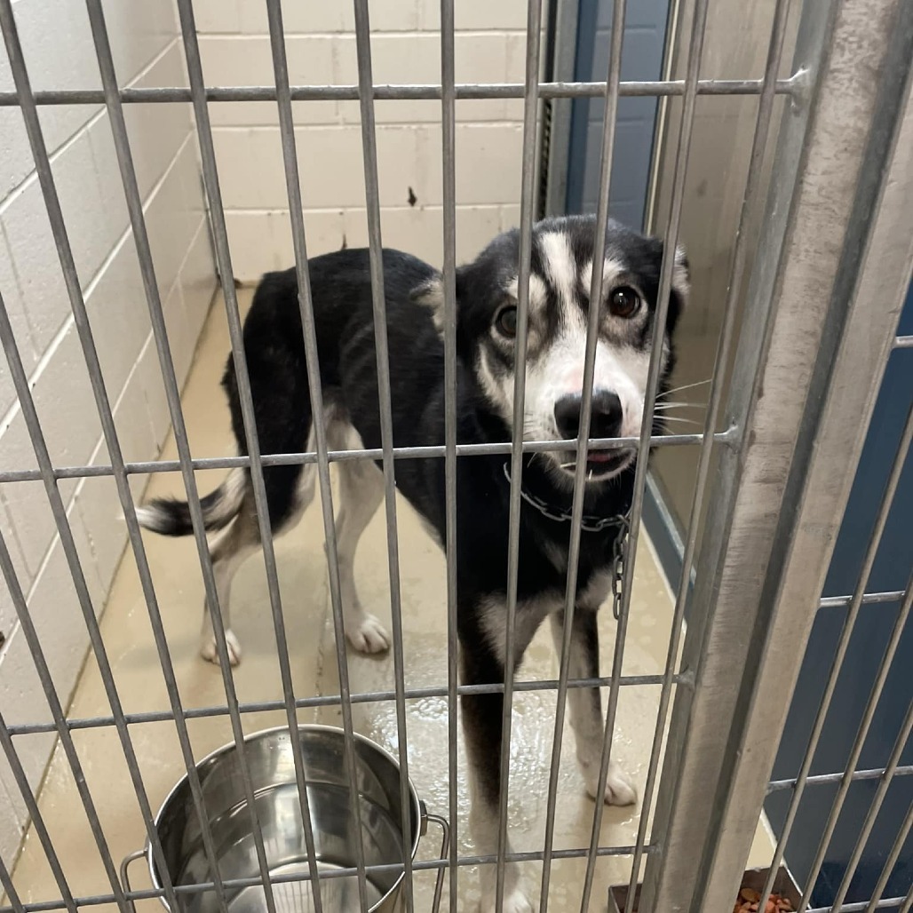 Kenai, an adoptable Husky, Mixed Breed in Rexburg, ID, 83440 | Photo Image 2