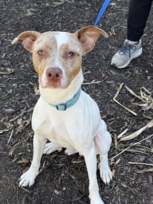 This is Rufus He is an active and engaging young dog that loves to play with his friends and to