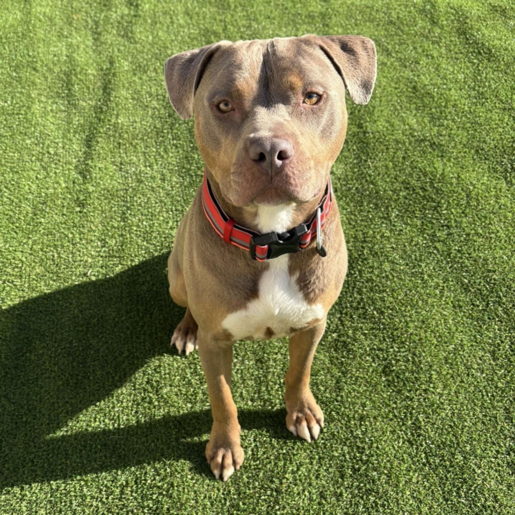 Goliath - PAWS