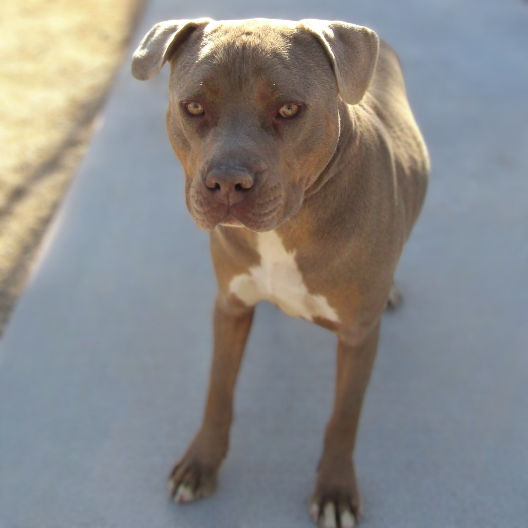 Goliath - PAWS