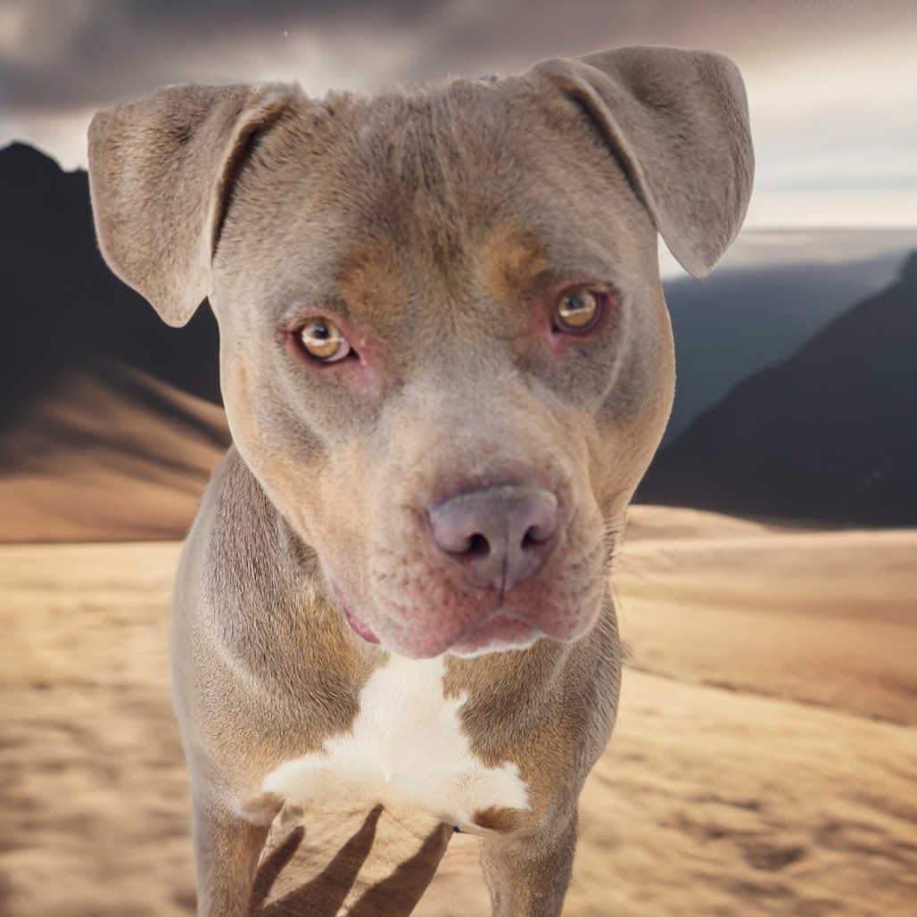 Goliath - PAWS