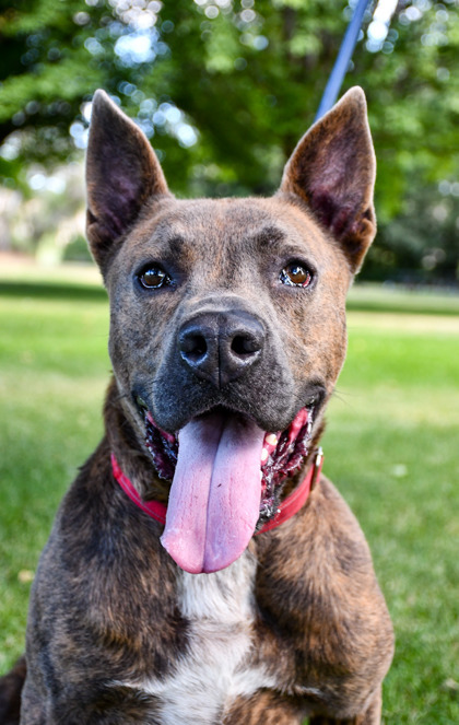 Jasper, an adoptable Pit Bull Terrier, German Shepherd Dog in Yakima, WA, 98901 | Photo Image 1