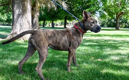Jasper, an adoptable Pit Bull Terrier, German Shepherd Dog in Yakima, WA, 98901 | Photo Image 2