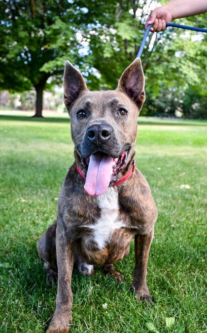 Jasper, an adoptable Pit Bull Terrier, German Shepherd Dog in Yakima, WA, 98901 | Photo Image 3