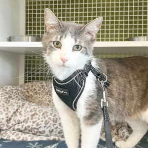 Looking for a gentle soul who loves to explore Say hello to Greyson This handsome fella is a bit r