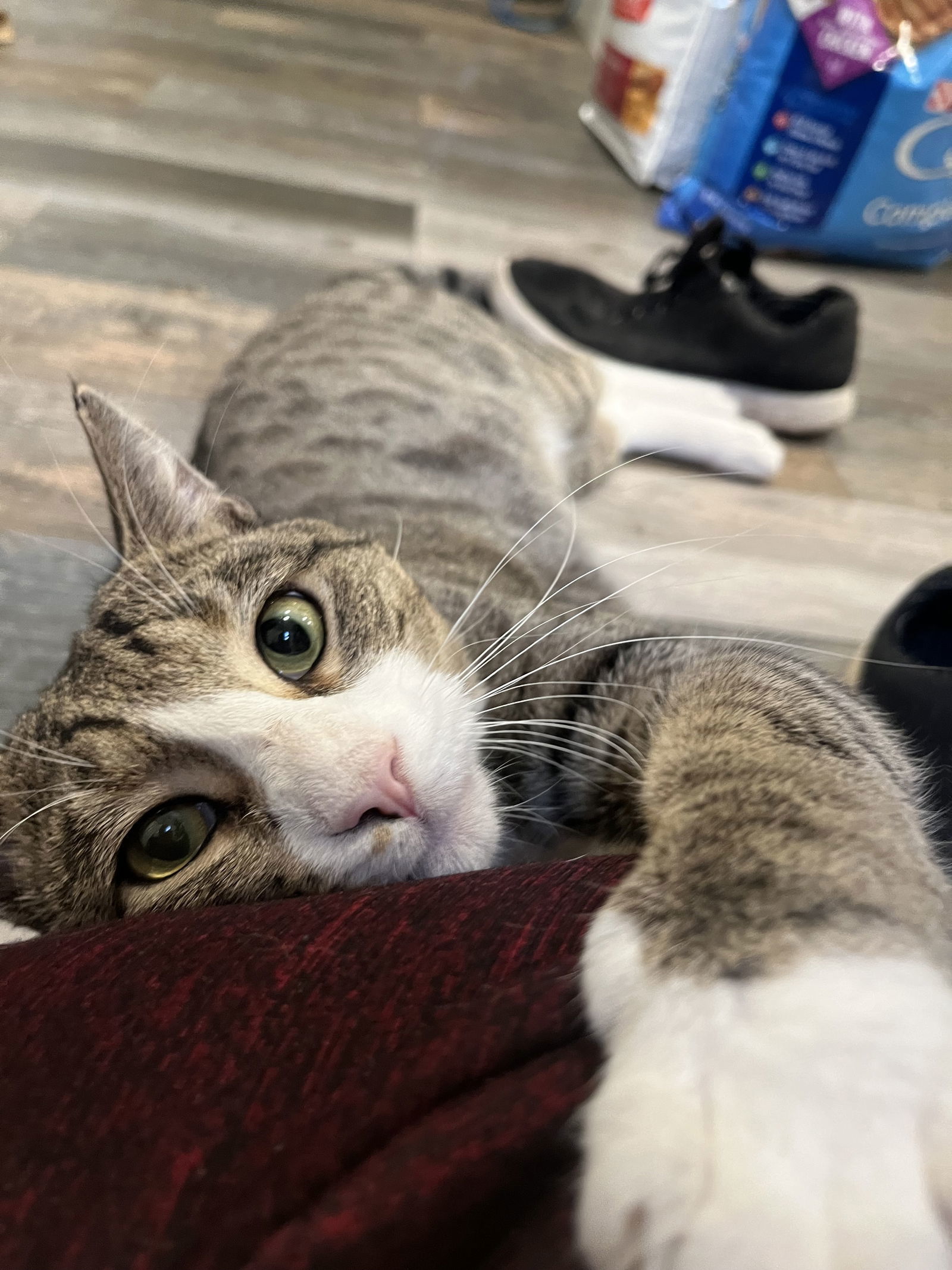 Albie