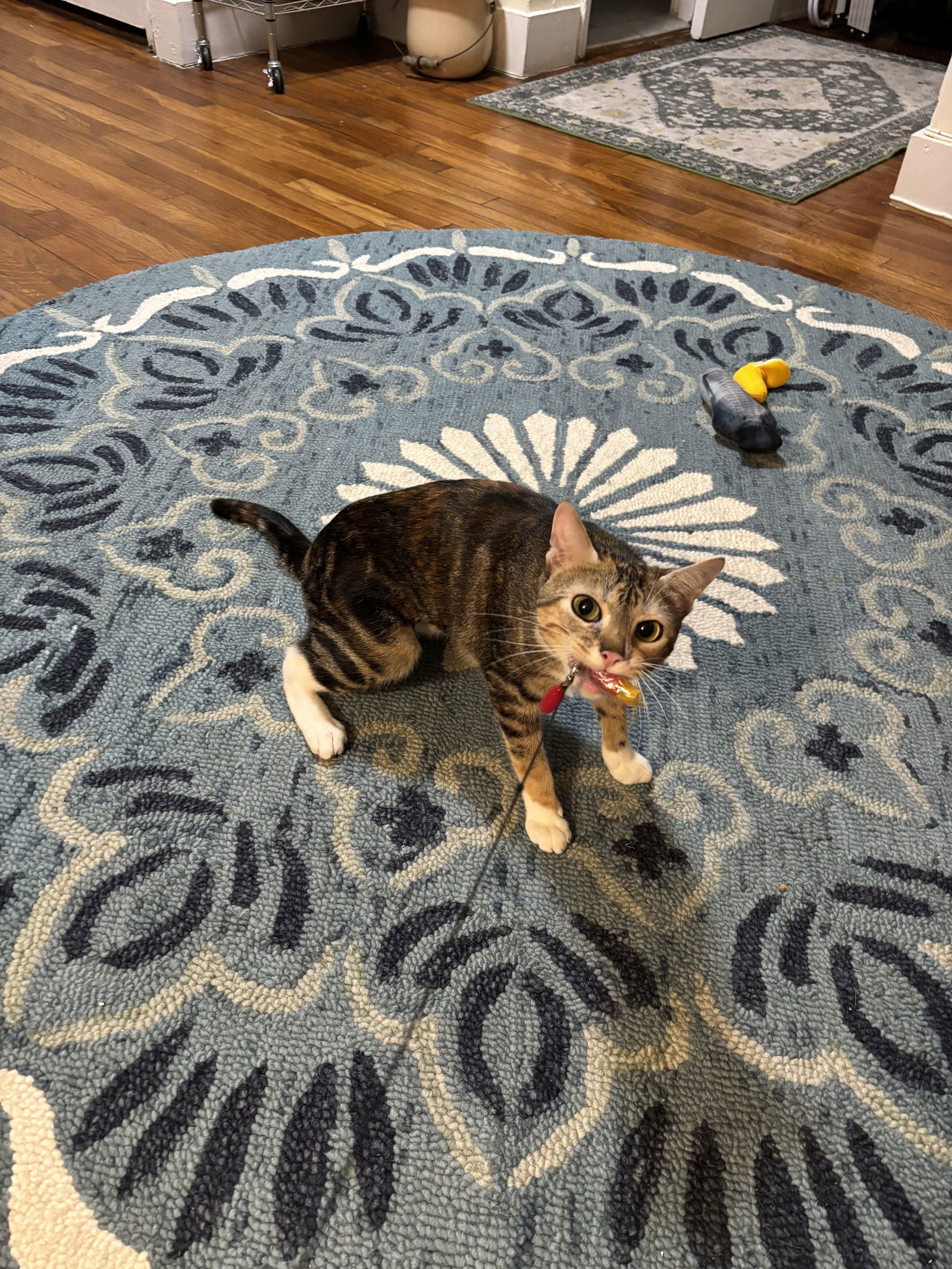 Roo