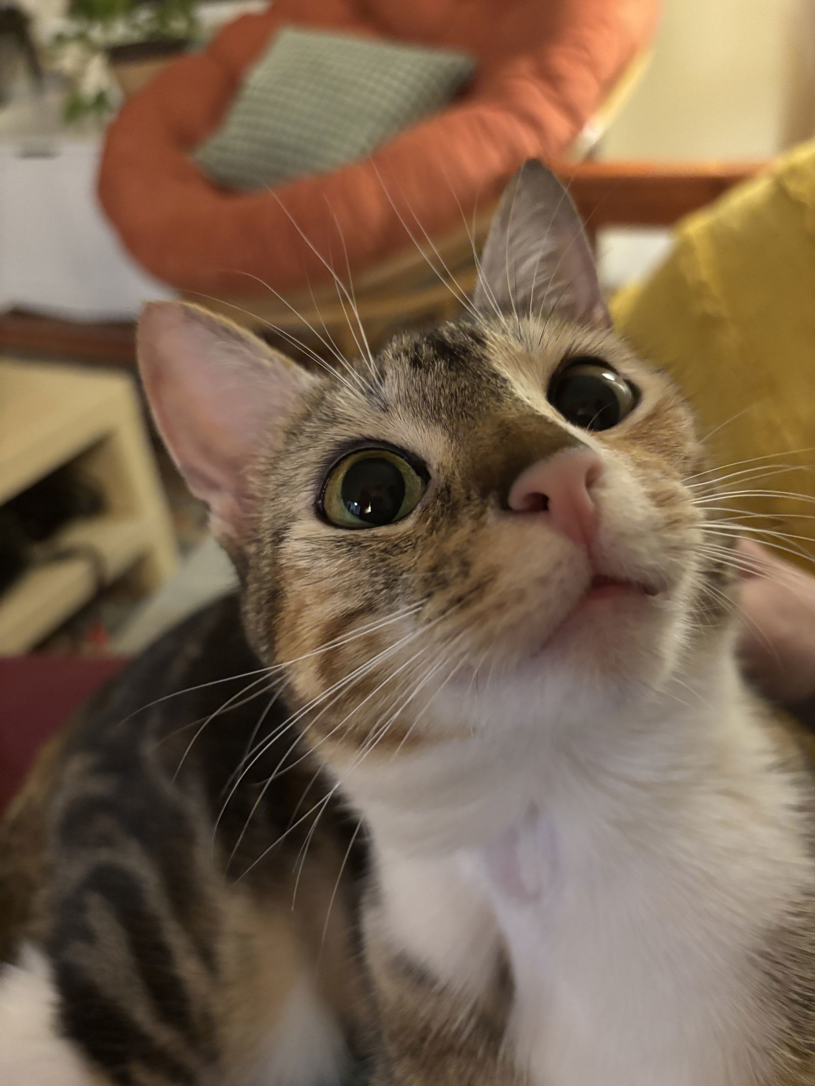 Roo