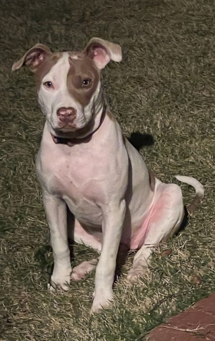 Daisy