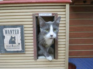 Charlie, Adult Male Domestic Short Hair