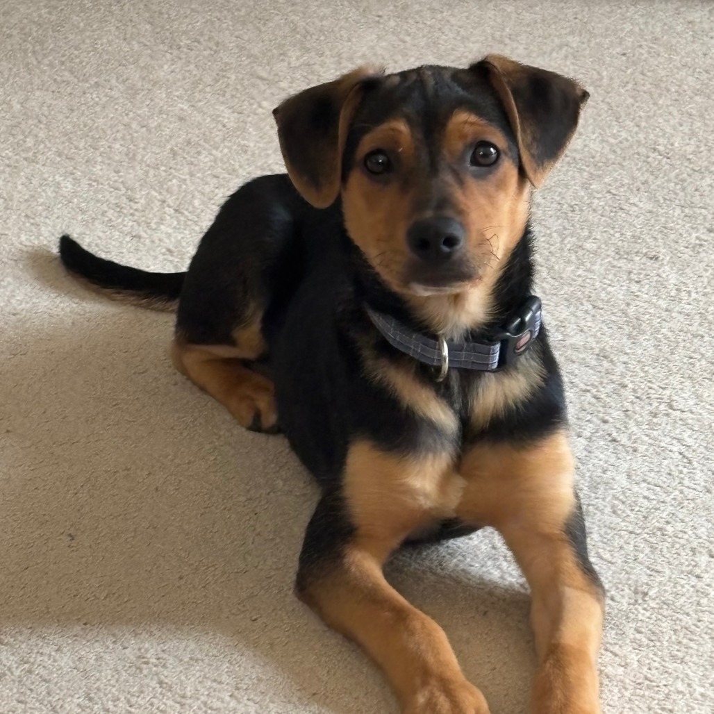Hugo