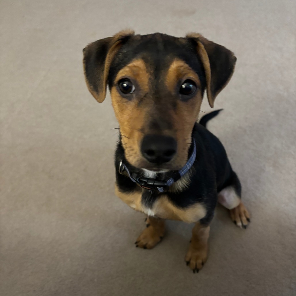 Hugo