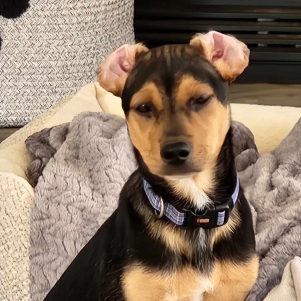Hugo