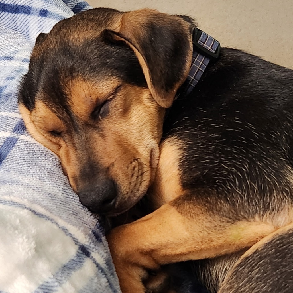 Hugo