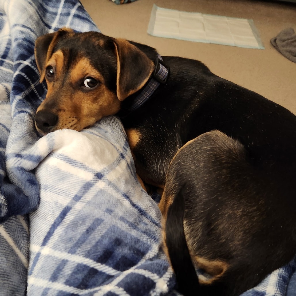 Hugo