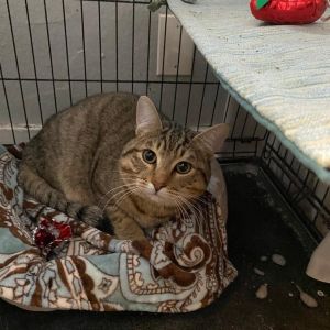 Love Bug, Young Male Domestic Short Hair