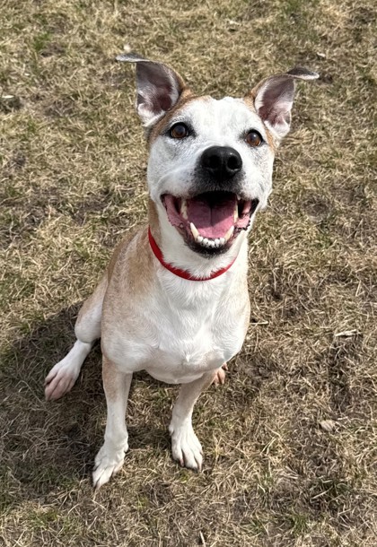 Max, an adoptable Boxer, Pit Bull Terrier in Willmar, MN, 56201 | Photo Image 1