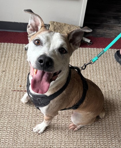 Max, an adoptable Boxer, Pit Bull Terrier in Willmar, MN, 56201 | Photo Image 2