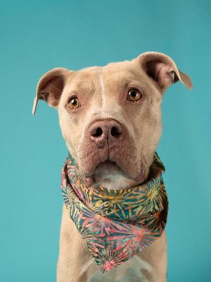 Meet Tank a tender-hearted senior pup whos been through more than his fair share but still has so 
