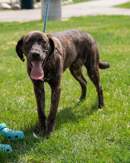 Dorian, an adoptable Plott Hound, Mixed Breed in Pequot Lakes, MN, 56472 | Photo Image 1