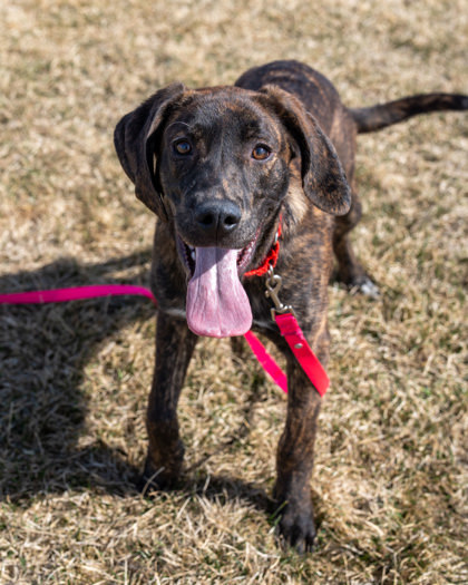 Dorian, an adoptable Plott Hound, Mixed Breed in Pequot Lakes, MN, 56472 | Photo Image 2