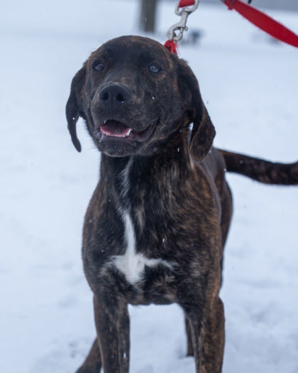Dorian, an adoptable Plott Hound, Mixed Breed in Pequot Lakes, MN, 56472 | Photo Image 3