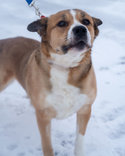 Tiny, an adoptable Siberian Husky, Mixed Breed in Pequot Lakes, MN, 56472 | Photo Image 1