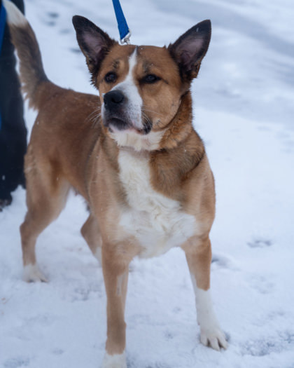 Tiny, an adoptable Siberian Husky, Mixed Breed in Pequot Lakes, MN, 56472 | Photo Image 2