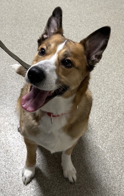 Tiny, an adoptable Siberian Husky, Mixed Breed in Pequot Lakes, MN, 56472 | Photo Image 3