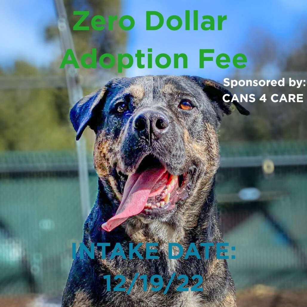 Molly, an adoptable Pit Bull Terrier, German Shepherd Dog in Mount Shasta, CA, 96067 | Photo Image 1