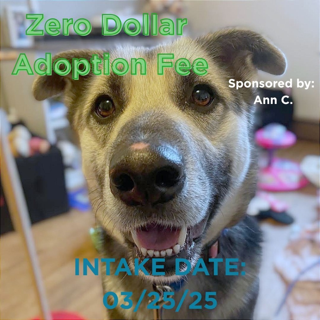 Elsa, an adoptable Mixed Breed in Mount Shasta, CA, 96067 | Photo Image 1