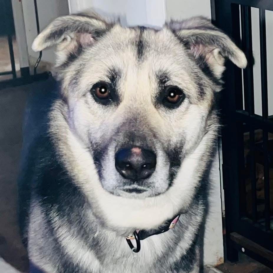 Elsa, an adoptable Mixed Breed in Mount Shasta, CA, 96067 | Photo Image 2