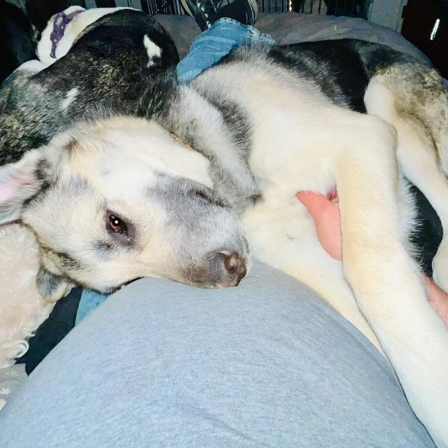 Elsa, an adoptable Mixed Breed in Mount Shasta, CA, 96067 | Photo Image 4