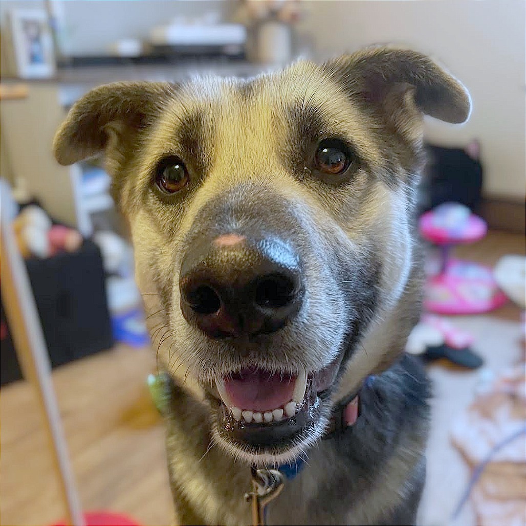 Elsa, an adoptable Mixed Breed in Mount Shasta, CA, 96067 | Photo Image 6