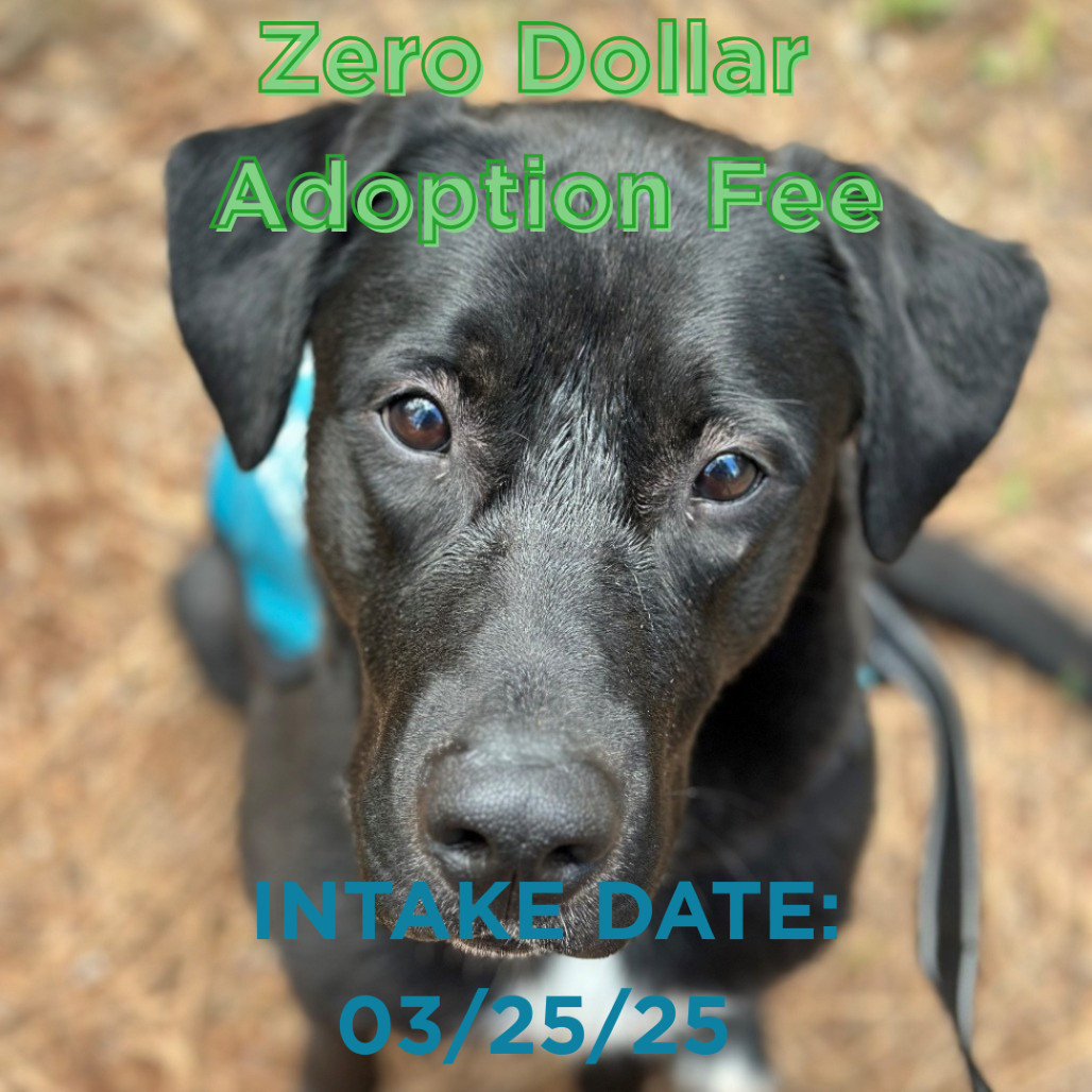 Boyo, an adoptable Black Labrador Retriever, Mixed Breed in Mount Shasta, CA, 96067 | Photo Image 1