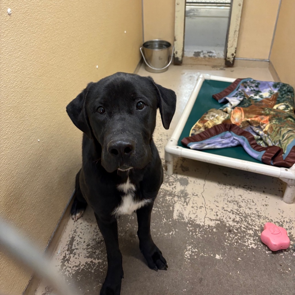 Boyo, an adoptable Black Labrador Retriever, Mixed Breed in Mount Shasta, CA, 96067 | Photo Image 2
