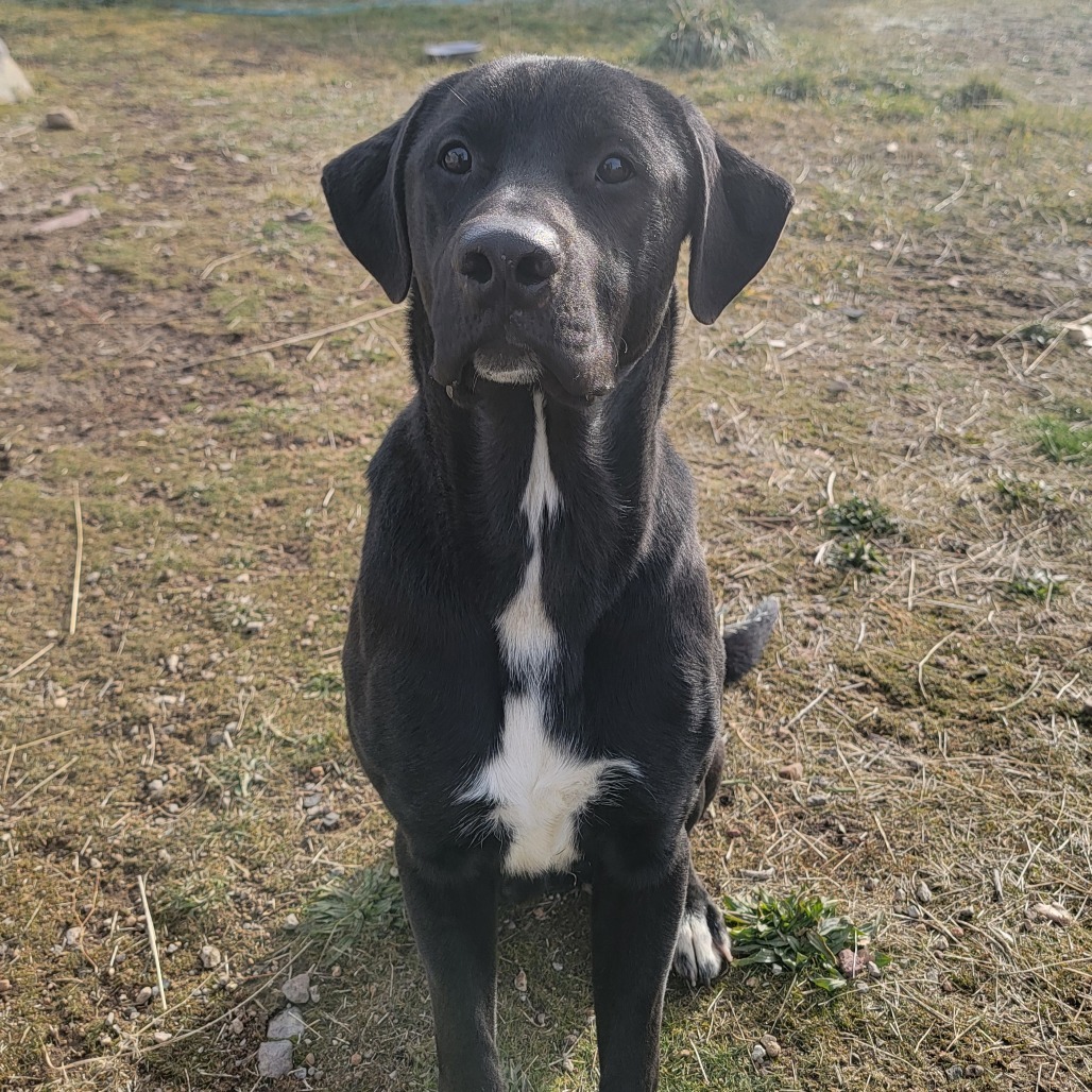 Boyo, an adoptable Black Labrador Retriever, Mixed Breed in Mount Shasta, CA, 96067 | Photo Image 3